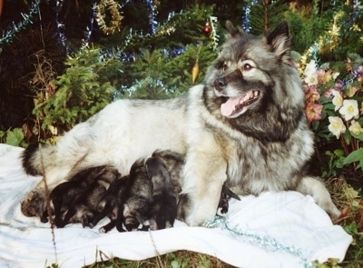 A Keeshond is laying on a blanket outside in front of a tree with a litter of nursing puppies.
