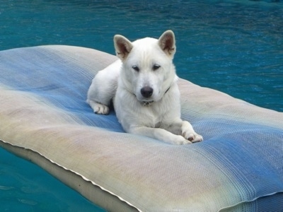 A white Kishu Ken is laying on a pool floaty out in the middle of the water.