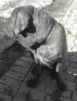 A black and white photo of a Korean Dosa Mastiff sitting on a pathway and looking to the left