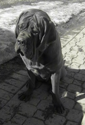 A black and white photo of a Korean Dosa Mastiff is sitting on a pathway next to snow