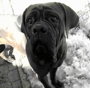 A black and white photo of a Korean Dosa Mastiff with its front paws in snow and its back paws on a shoveled walkway.