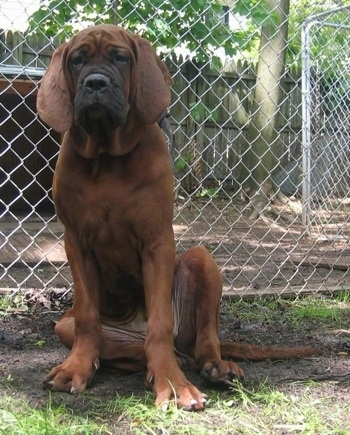 A brown Korean Dosa Mastiff puppy is sitting in front of a chain link fence