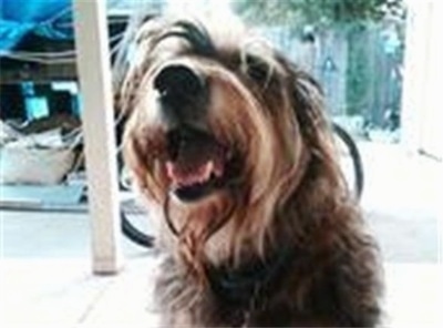 Close Up front view had shot - A long-haired wiry looking black, gray and tan Lab'Aireis sitting on a porch, its mouth is open