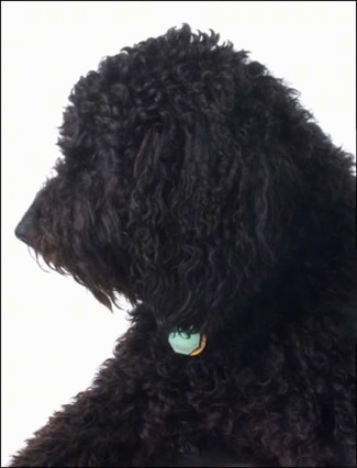 Left Profile upper body shot - A wavy-coated black Labradoodle is sitting on a composited white backdrop