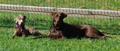 A chocolate Labrador Retriever is laying outside in front of a fence next to a silver Labrador Retriever puppy