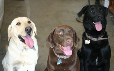 Upper body shots of three dogs sitting in a row, a black Lab, chocolate Lab and yellow Labrador Retriever are sitting in a garage. There mouths are open and tongues are out. They are looking up