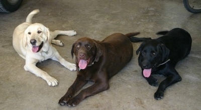 Three dogs laying down on concrete, a black Lab, chocolate lab and a yellow Labrador Retriever are laying in a garage. There mouths are open and tongues are out.