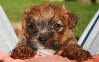 Close Up - A brown Lucas Terrier puppy is laying on the stomach of a person outside