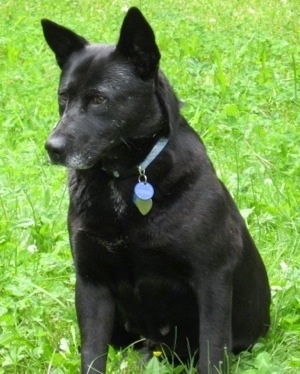 A perk-eared, graying, black mixed breed dog is sitting in grass looking to the left.