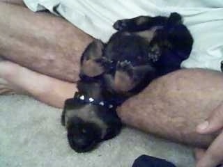 A small, young, black with tan puppy is laying belly-up on its back over top of a persons leg. Its head is touching the carpet. 