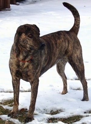 Front sidew view - A brown brindle Sha-Pei/Dalmatian/Labrador Retriever is standing in snow and it is looking to the right with its tail up high in the air. It has small ears.