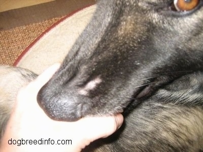 Close Up - A hand is holding the muzzle of a Shepherd dog who has a bald spot on it's black fur