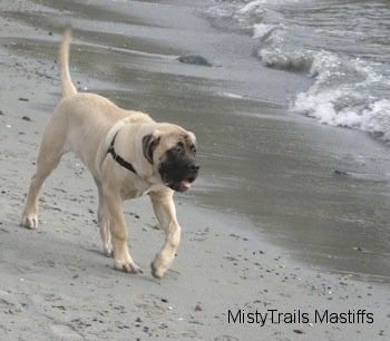 Saul the Mastiff Puppy walking beachside