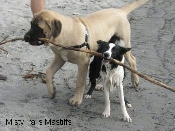 Saul the Mastiff Puppy sharing a stick with another dog on the beach