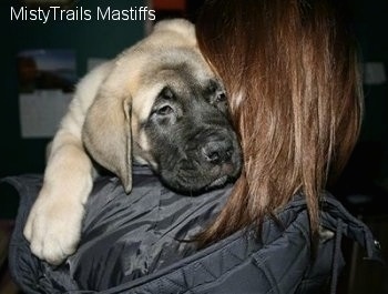 Close Up - Saul the Mastiff Puppy on a persons shoulder