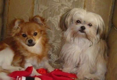A brown and white smooth coat Mi-ki is sitting next to a white with black and grey long-coat Mi-Ki on a couch on top of a red silk blanket with lace curtains behind them.