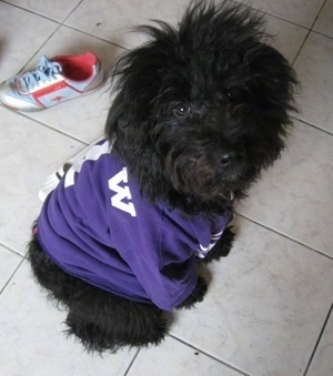 A long wavy-coated black Miniature Aussiepoo is wearing a purple jersey with a white, light blue and red sneaker behind it.