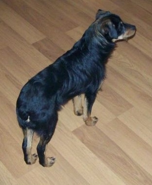 View from the top looking down - The back of a black with tan and white Mini Australian Shepterrier puppy is standing on a hardwood floor. The dog has a bob tail.