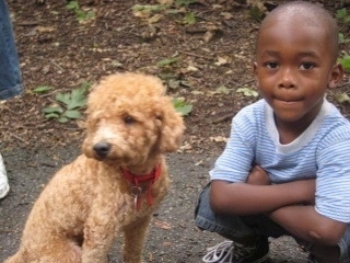 A tan Miniature Poodle dog is sitting outside on a sidewalk next to a boy that is kneeling down.
