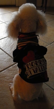 The back of a Miniature Poodle dog who is sitting on a tan tiled floor and wearing a black T-shirt that has the words on the back that read - Mommy's My Valentine