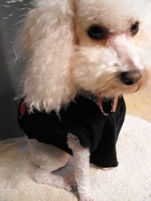 Close up view from the top looking down - A white Miniature Poodle dog is sitting on a dog bed wearing a black t-shirt.
