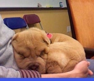 A tan Miniature Shar-Pei puppy is curled up laying in a persons lap in an office.