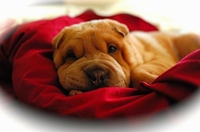 Close up - A wrinkly tan Miniature Shar-Pei puppy is laying down on a red pillow.