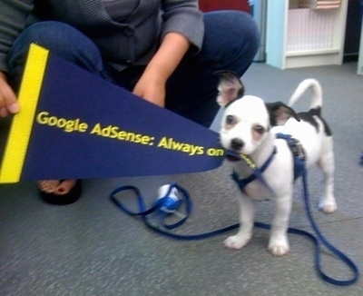 A toy-sized, smooth coated, tricolor, white with black mixed breed dog is standing in an office with the tip of a Google AdSense flag in its mouth.