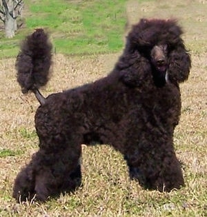 A Klein Poodle is standing in brown grass and looking to the right with its tail up.