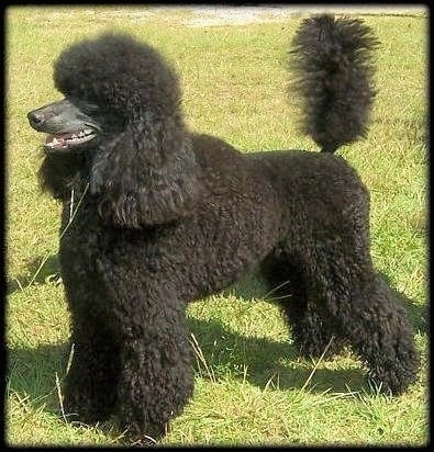 A black Klein Poodle is standing in grass, its mouth is open and tail is up