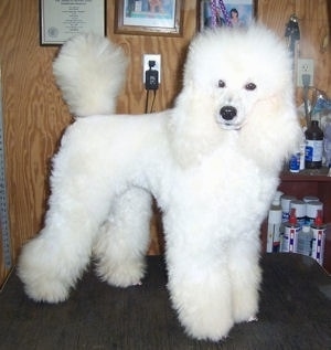 A fluffy white Klein Poodle is standing on a table in a grooming room