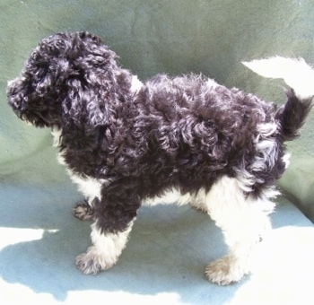 A black with thick, wavy coated white Klein Poodle is standing outside in front of a green backdrop