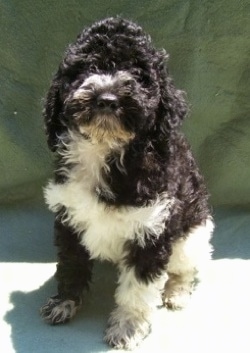 A black with white Klein Poodle is sitting outside and in front of a green backdrop