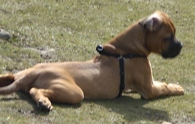 Side-view - A tan Muscle Mastiff puppy is wearing a black harness laying in grass with its leg spread out akimbo. Its ear is turned inside out.