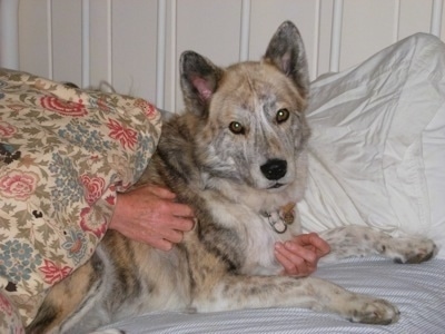 A tan and black brindle Native American Indian Dog is laying on a human's bed and a persons hands are hugging its body.