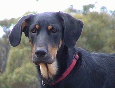 Close up head and shoulder shot - A drop-eared, black and tan hound looking dog wearing a red collar standing outsdie looking forward.
