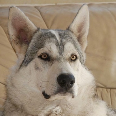 Close up head shot - A grey with black and tan Northern Inuit Dog is laying on a tan leather couch.