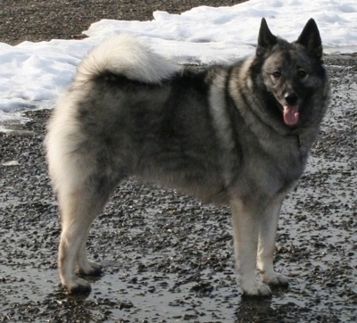 Side view - A fluffy, grey with black Norwegian Elkhound dog is standing in mud with a thick line of melting snow behind it. The dog is looking forward, its mouth is open and tongue is out.