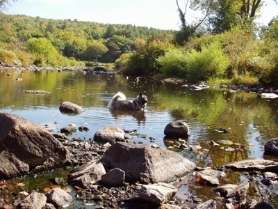 Side view - A grey with black Norwegian Elkhound is standing in the middle of a small body of water with large rocks around it and trees in the distance looking to the right.
