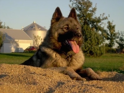 Front view upper body and head shot - A panting, tan Norwegian Elkhound is laying on a dirt mound in a hole looking to the right. There is a silver garage and barn behind it.
