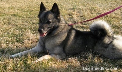 Side view - A black with grey Norwegian Elkhound dog is stretched out laying in grass its mouth is open and tongue is out and tail is curled up over its back.