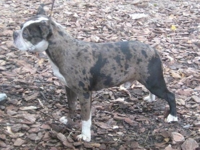Left Profile - A blue merle with white Olde Boston Bulldogge is standing on wood chips looking to the left.