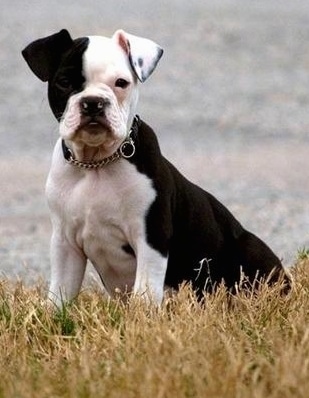 Front side view - A white and black Olde Boston Bulldogge puppy is sitting in grass and it is looking forward. Half of its face is black and the other half is white.