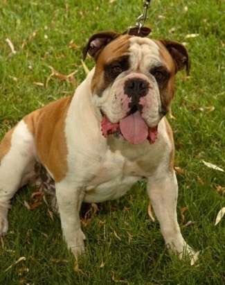 Olde English Bulldogge Dog Breed Pictures, 3