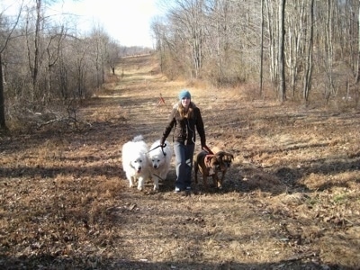 Amie walking Allie and Bruno the Boxers as well as Tundra and Tacoma the Great Pyrenees down a pipeline