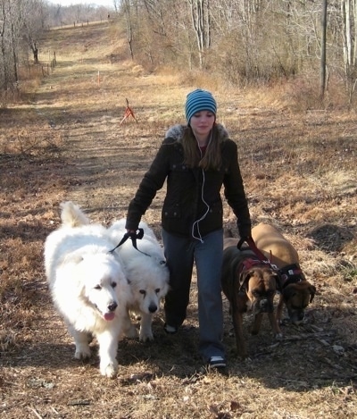 Amie walking Allie and Bruno the Boxers as well as Tundra and Tacoma the Great Pyrenees down a pipeline. With the Great Pyrenees on One Side and the Boxers on the Other
