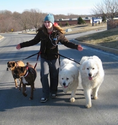 Amie walking Allie and Bruno the Boxers as well as Tundra and Tacoma the Great Pyrenees. Crossing the street with leashes tied to her, handsfree
