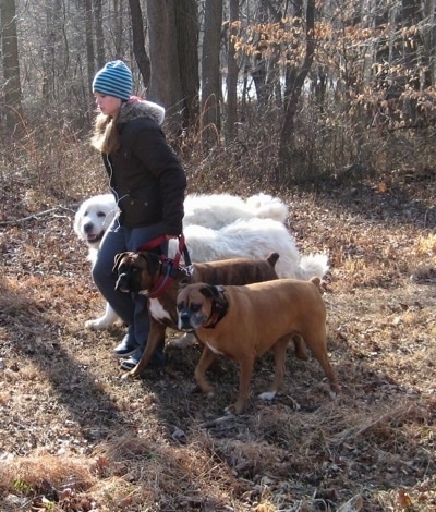 Amie walking Allie and Bruno the Boxers as well as Tundra and Tacoma the Great Pyrenees. From a side view