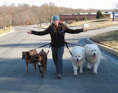 Amie walking Allie and Bruno the Boxers as well as Tundra and Tacoma the Great Pyrenees with leashes tied to her belt and her hands in the air