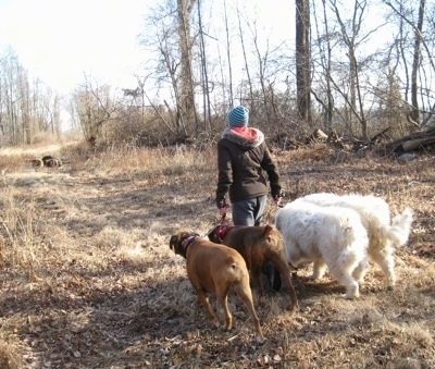 Amie walking Allie and Bruno the Boxers as well as Tundra and Tacoma the Great Pyrenees down a path on a pipeline
